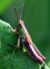 Pseudochorthippus sp.